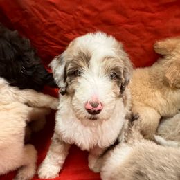 Girl 1 - Red merle female Aussiedoodle puppy in Florida from Doodles & Danes