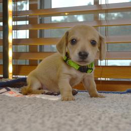 Poppy - Cream female Dachshund puppy in Pearland, Texas from Texas Dachshund Dreams