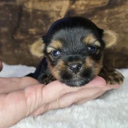 Charlie - Black and gold male Yorkshire Terrier puppy in Mountain Grove, Missouri from Precious Puppies