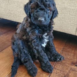 Aussiedoodle and Goldendoodle Puppies from JMR Aussies and Doodles