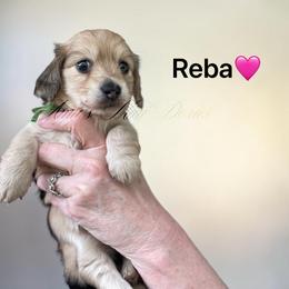 Reba AKC - Cream female Dachshund puppy in Jena, Louisiana from Amy’s Mini Doxies