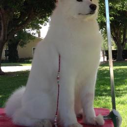 Samoyed All Grown Up from Lakehill Samoyeds