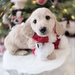 Mark - Cream male Dachshund puppy in Richmond, Virginia from Irresistible Dachshunds & Cavaliers