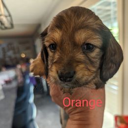 Girl 2 - Dachshund puppy in Homosassa, Florida from Foxies Doxies