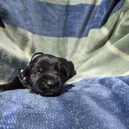 Armel - Black male Giant Schnauzer puppy in Fraziers Bottom, West Virginia from Loyal Hearts Farm / RK's Dobermans
