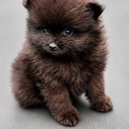 Rowan - Orange sable male Pomeranian puppy in New Lenox, Illinois from Illinois Poms