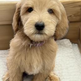 Green - Parchment male Labradoodle puppy in Terre Haute, Indiana from Doodle Bug Love