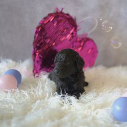 Tay-Tay - Black Poodle puppy in Ephrata, Washington from NCR Ranch