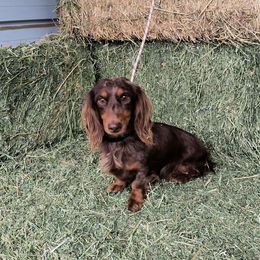 Carmalina - Dachshund