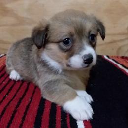 Pembroke Welsh Corgi Puppies from Beth's Pawsitivley Corgis