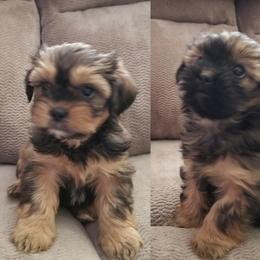 Mal-Shis, Maltese, Shihpoos, Shorkies, and Yorkshire Terriers from Mountain State Puppies