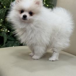 Boy 1 - Cream parti male Pomeranian puppy in Meridian, Idaho from Idaho_poms