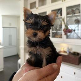 Yorkshire Terrier Puppies from Real Yorkies of NorCal