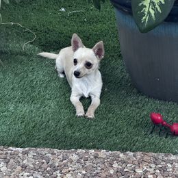 Chihuahua Puppies from Little Family Paws