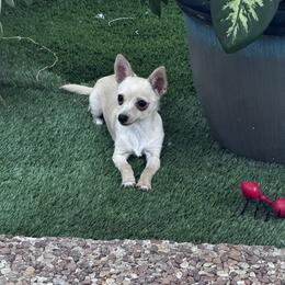 Chihuahua Puppies from Little Family Paws