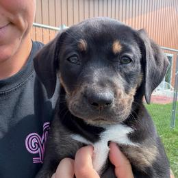 Liberty - Black female Catahoula Leopard Dog puppy in Forbes, Minnesota from North Country Catahoulas