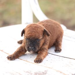Jack - Red male Whoodle puppy in West Bend, Iowa from Blue Skies Terriers