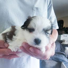 Bella - Brindle and white female Mal-Shi puppy in Belleville, Michigan from Michigan Maltese Puppies