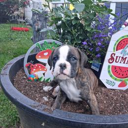 Boy 1 - Brindle male Boxer puppy in Pikeville, Kentucky from Boxers of Whispered Wishes