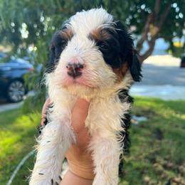 Pluto - Tri-color male Bernedoodle puppy in Los Angeles, California from Bernied00dle Love