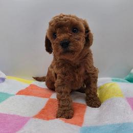 Hope - Red  female Poodle puppy in Kannapolis, North Carolina from Carolina Great Danes & Toy Poodles