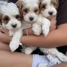 Cavapoo Puppies from Ellas.Pups