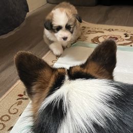 Pembroke Welsh Corgi Puppies from Zugspitze Corgis