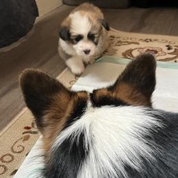 Pembroke Welsh Corgi Puppies from Zugspitze Corgis