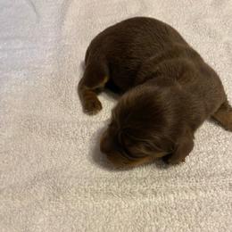 WILLOW CKC REGISTERED FULL RIGHTS - Chocolate female Dachshund puppy in Elizabethtown, Kentucky from Teeny Tiny Puppy Tails