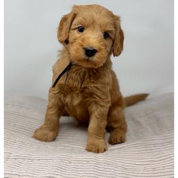 Mission - Red male Australian Labradoodle puppy in Sacramento, California from Little Farmstead Labradoodles