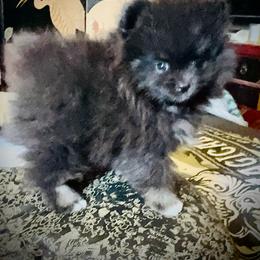 Dash - Black male Pomeranian puppy in Las Vegas, Nevada from SuperNova  & Mystic Magic Pomeranians
