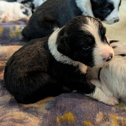 Drac - Black & white male Australian Shepherd puppy in Citra, Florida from AEW Farm
