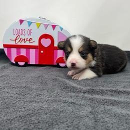Blizzard - Black and tan male Pembroke Welsh Corgi puppy in Waco, Texas from The Comma Corgis