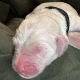 Boy 3 - Goldendoodle puppy in Shell Lake, Wisconsin from KC Acres