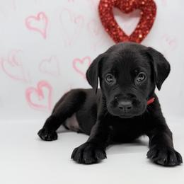 Male - Black male Labrador Retriever puppy in Sherrard, Illinois from Gochee Labs