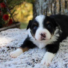 Toy Australian Shepherds from Circle J Aussies