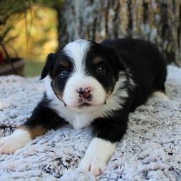 Toy Australian Shepherds from Circle J Aussies