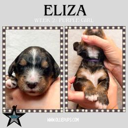 Eliza (Purple collar) - Tri-color female Bernedoodle puppy in Boiling Springs, South Carolina from OlliePups, LLC