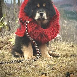 Orange collar male - Black and tan male Tibetan Mastiff puppy in Berlin, New Hampshire from Great North Woods Tibetan Mastiffs