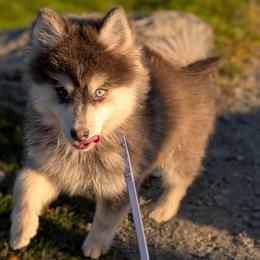 Meet your soul dog Dante - Blue male Pomsky puppy in Hurleyville, New York from My Crazy Pomskys