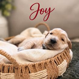 Joy - Light golden female Golden Retriever puppy in San Bernardino, California from Thegoldendreams1