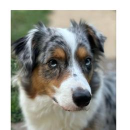 Girl 1 - female Aussiedoodle puppy in Branchland, West Virginia from Our Appalachian Doodles