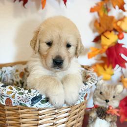 Ms Pink - Golden female Golden Retriever puppy in Moapa, Nevada from Little Bitta Luck Farms