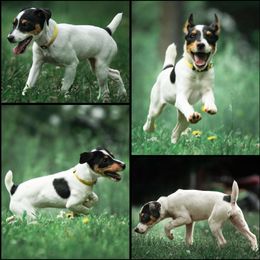 Companion Cross, Russell Terrier, and Yorkshire Terrier Puppies from Working W Kennels
