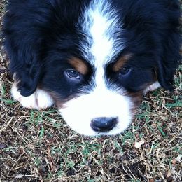 Bernese Mountain Dog Puppies from Desert Mountain Dogs