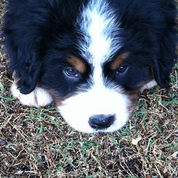 Bernese Mountain Dog Puppies from Desert Mountain Dogs