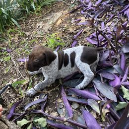 German Shorthaired Pointer Puppies from Jerri Ford