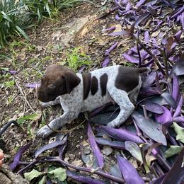 German Shorthaired Pointer Puppies from Jerri Ford