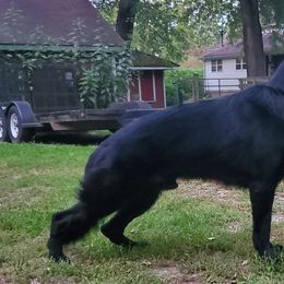 German Shepherds from Vom Stout German Shepherds