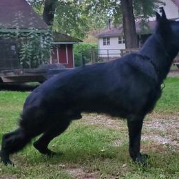 German Shepherds from Vom Stout German Shepherds